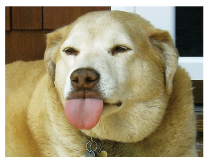 Greeting Cards Dog Cards Blank Notecards 200 4c