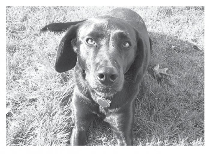 Greeting Cards Dog Cards Blank Notecards 201