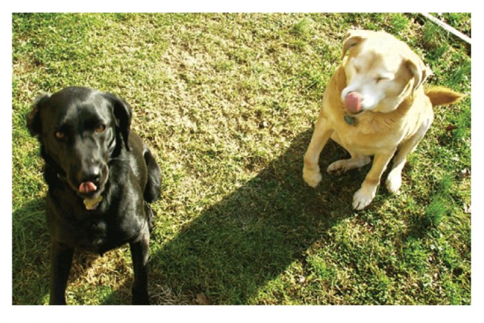 Greeting Cards Dog Cards Blank Notecards 202 4c