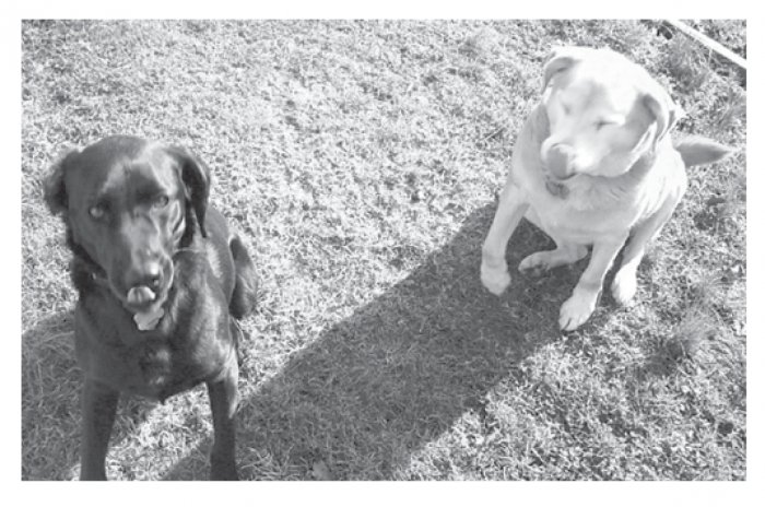 Greeting Cards Dog Cards Blank Notecards 202 bw