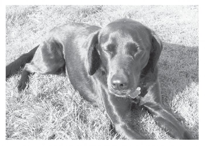 Greeting Cards Dog Cards Blank Notecards 203