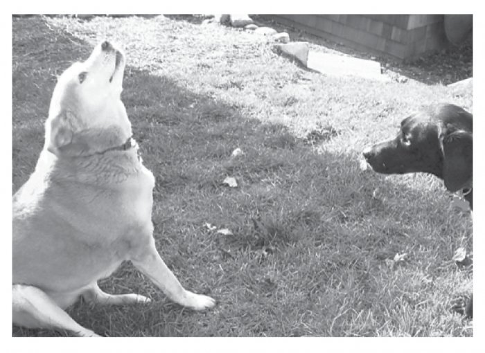Greeting Cards Dog Cards Blank Notecards 205 bw