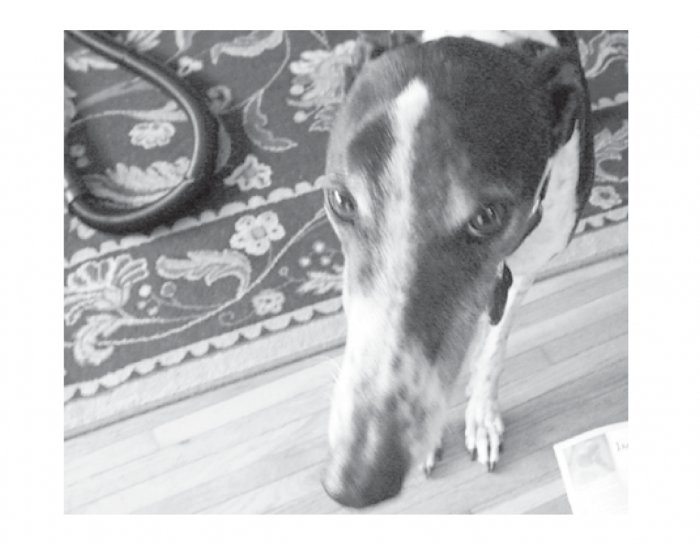 Greeting Cards Dog Cards Blank Notecards 206