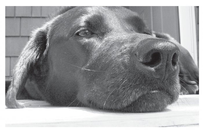 Greeting Cards Dog Cards Blank Notecards 207