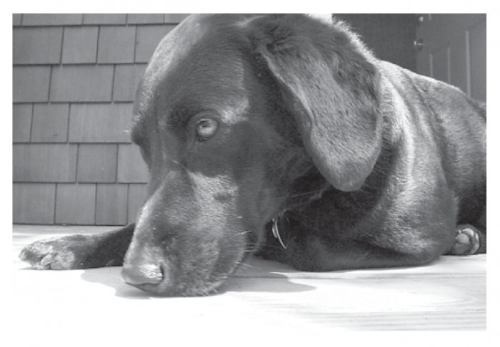 Greeting Cards Dog Cards Blank Notecards 208