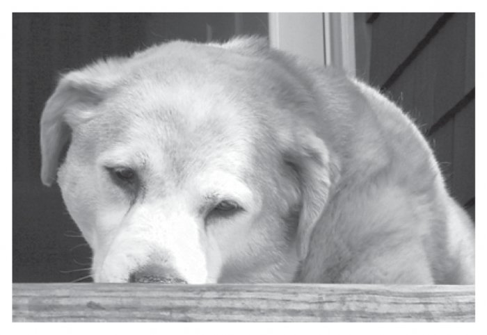 Greeting Cards Dog Cards Blank Notecards 210