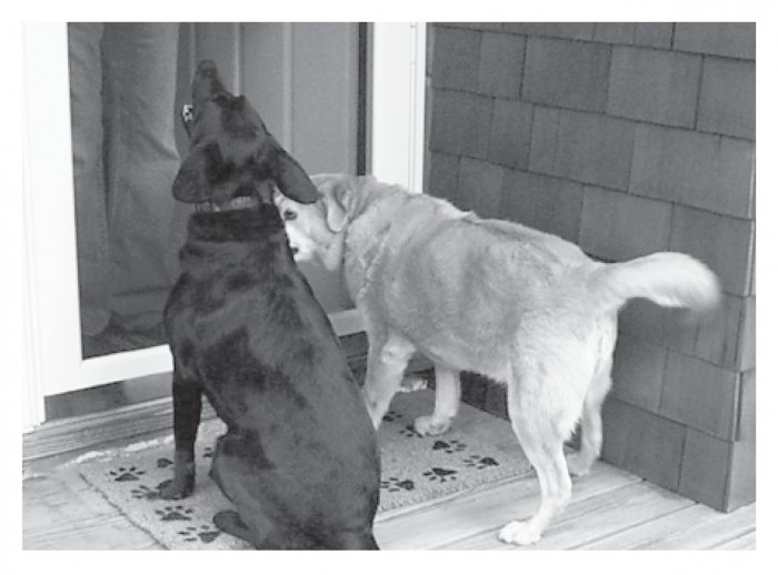 Greeting Cards Dog Cards Blank Notecards 211