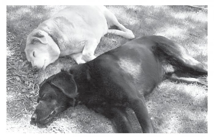 Greeting Cards Dog Cards Blank Notecards 212