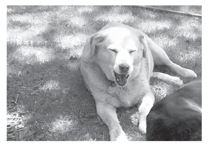 Greeting Cards Dog Cards Blank Notecards 213