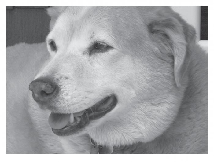 Greeting Cards Dog Cards Blank Notecards 214