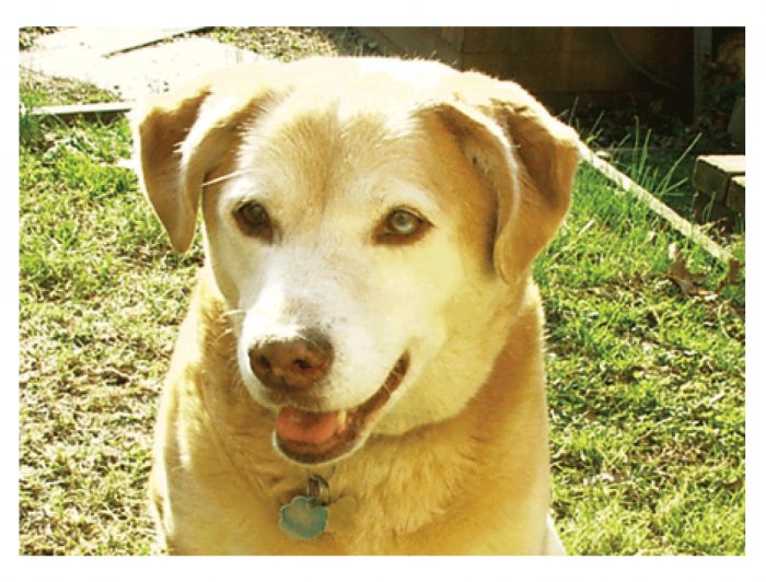 Greeting Cards Dog Cards Blank Notecards 215