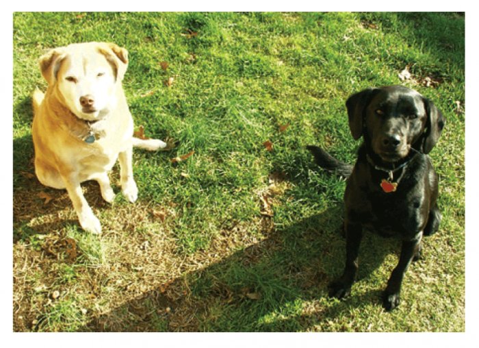 Greeting Cards Dog Cards Blank Notecards 216