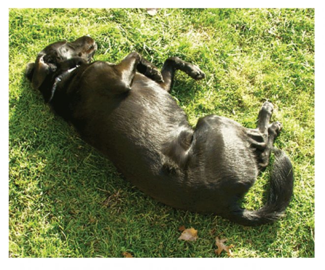 Greeting Cards Dog Cards Blank Notecards 217