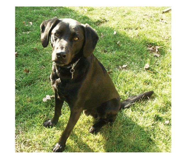 Greeting Cards Dog Cards Blank Notecards 218