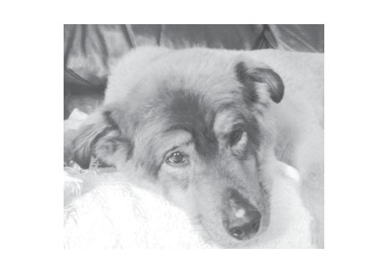 Greeting Cards Dog Cards Blank Notecards 230