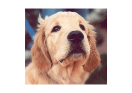Greeting Cards Dog Cards Blank Notecards 231