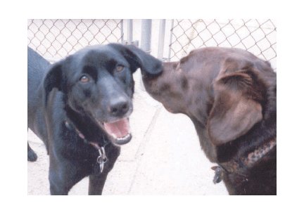Greeting Cards Dog Cards Blank Notecards 232
