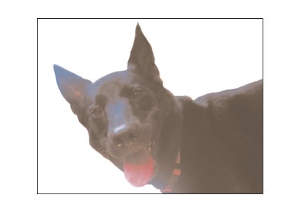Greeting Cards Dog Cards Blank Notecards 235