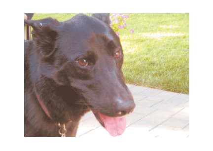 Greeting Cards Dog Cards Blank Notecards 236