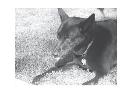 Greeting Cards Dog Cards Blank Notecards 237