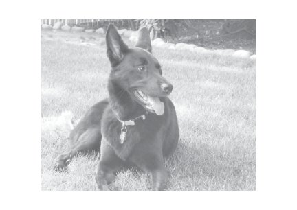 Greeting Cards Dog Cards Blank Notecards 238