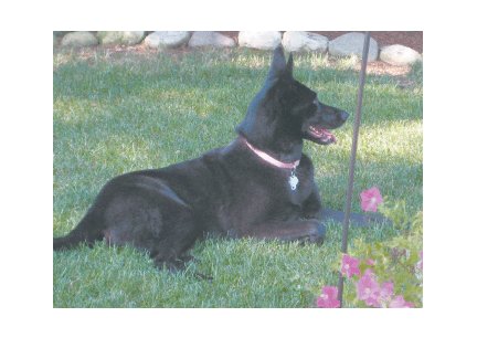 Greeting Cards Dog Cards Blank Notecards 239