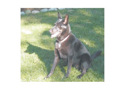 Greeting Cards Dog Cards Blank Notecards 240