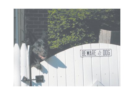 Greeting Cards Dog Cards Blank Notecards 241