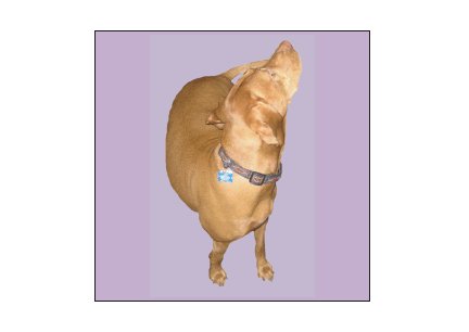 Greeting Cards Dog Cards Blank Notecards 242