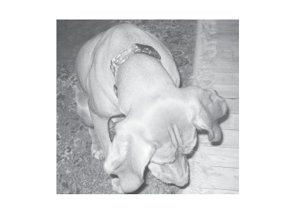 Greeting Cards Dog Cards Blank Notecards 243