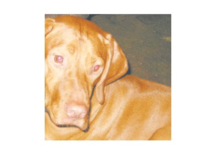 Greeting Cards Dog Cards Blank Notecards 244