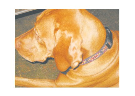 Greeting Cards Dog Cards Blank Notecards 245
