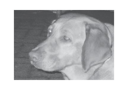 Greeting Cards Dog Cards Blank Notecards 246