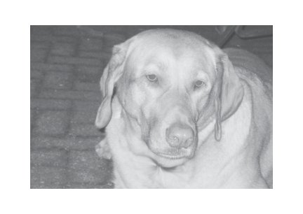 Greeting Cards Dog Cards Blank Notecards 247