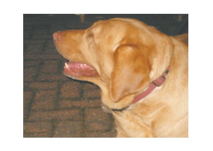 Greeting Cards Dog Cards Blank Notecards 248