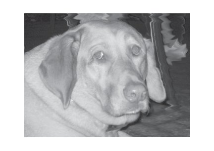 Greeting Cards Dog Cards Blank Notecards 250