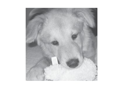 Greeting Cards Dog Cards Blank Notecards 251