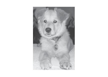 Greeting Cards Dog Cards Blank Notecards 252