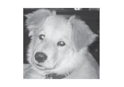 Greeting Cards Dog Cards Blank Notecards 253