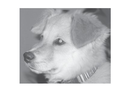 Greeting Cards Dog Cards Blank Notecards 254
