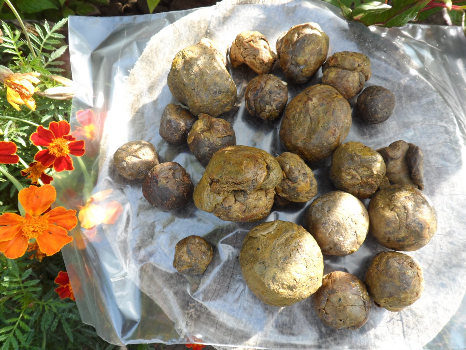 Raw Organic Propolis - 100 gr.