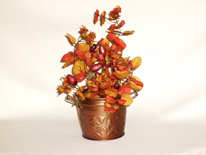 Autumn Bean Splash