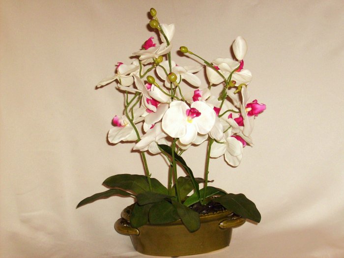 Dancing Phalaenopsis Orchids