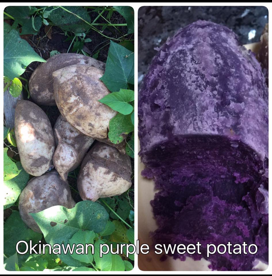 Okinawan Purple Sweet Potato (6 rooted cuttings for $10 + shipping)