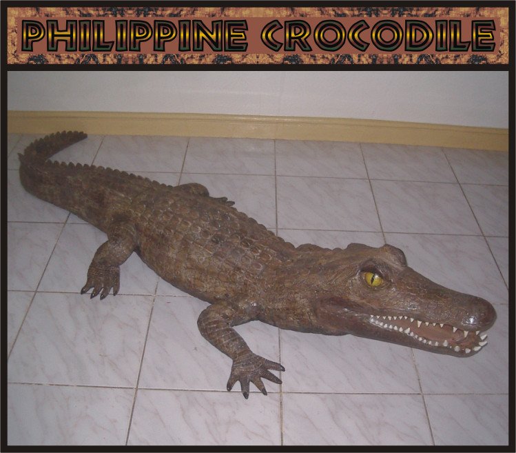Custom Made Life Size Crocodile 9' Pre-Dinosaur Era Statue