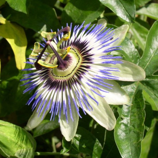 Passion Flower, Passiflora incarnata 1 oz