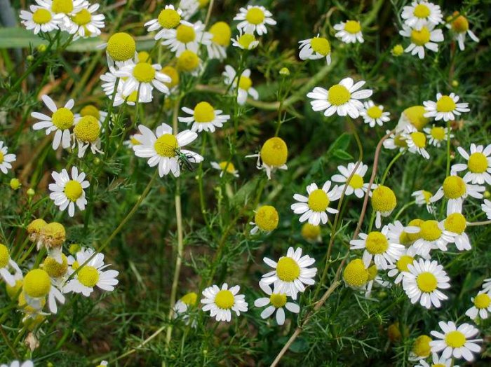 German Chamomile 1oz