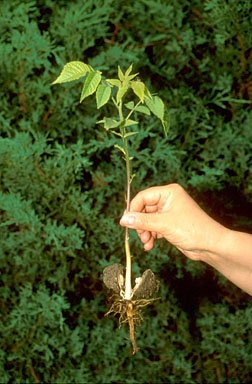 2-Black Walnut Sapling 1-2'