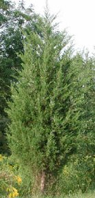 Red Cedar Sapling 6-12''