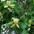 3-Tulip Tree Sapling 1-2'